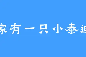 家有一只小泰迪