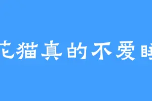 狸花猫真的不爱睡觉